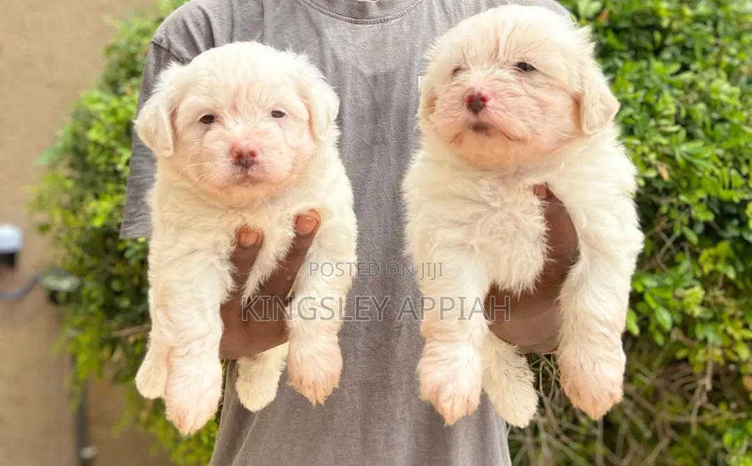 1-3 months Female Purebred Poodle
