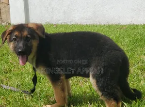 1-3 months Male Purebred German Shepherd
