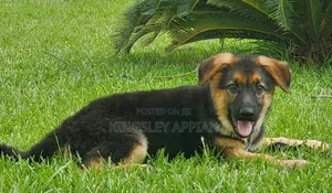 1-3 months Male Purebred German Shepherd