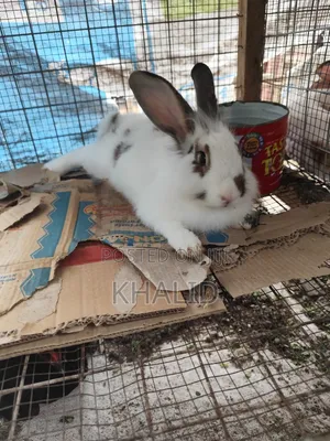 Rabbit for Sale