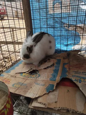 Rabbit for Sale