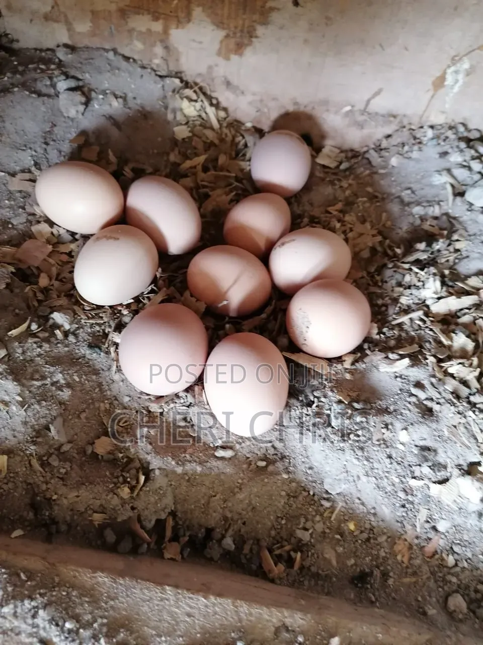 Organic Eggs and Chicks Available