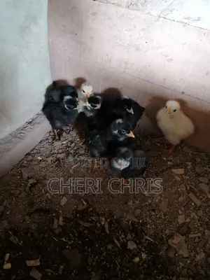 Organic Eggs and Chicks Available