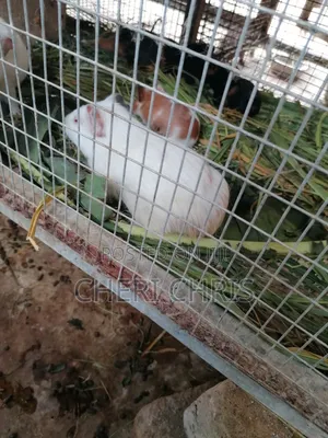 Organic Guinea Pigs