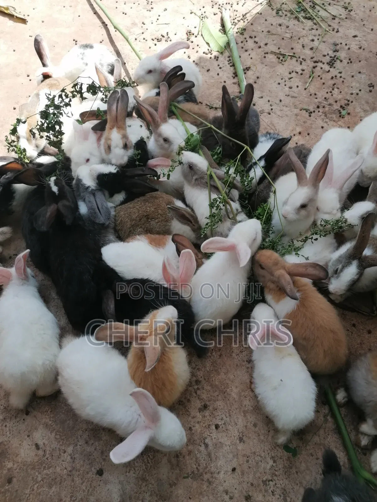 Organic Bunnies Available