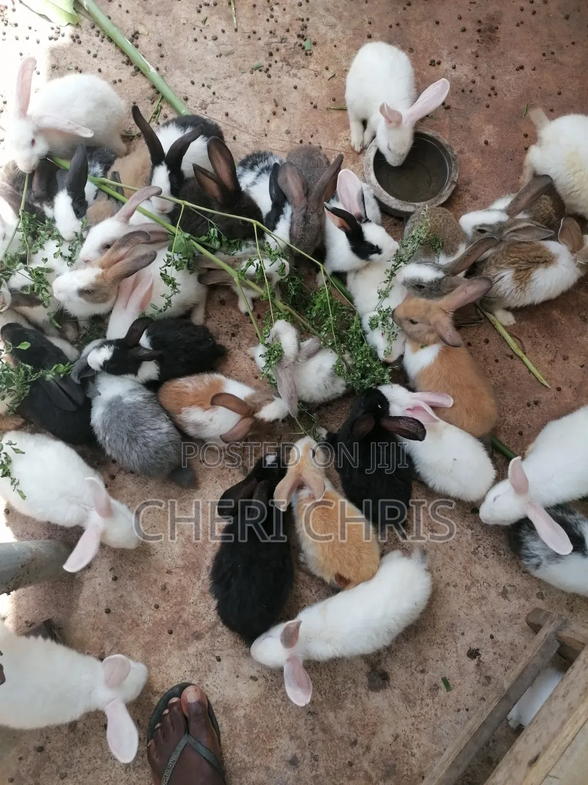 Organic Bunnies Available