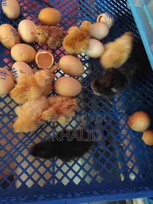 Day Old,Brahama,Noiler and Kuroiler Fowls for Sale