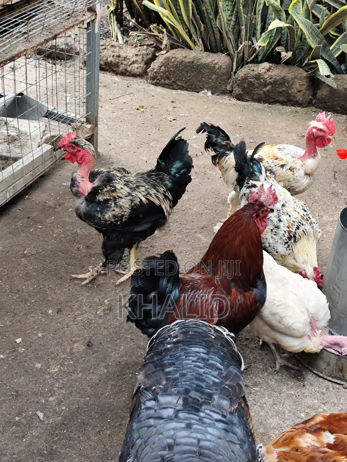 Day Old,Brahama,Noiler and Kuroiler Fowls for Sale