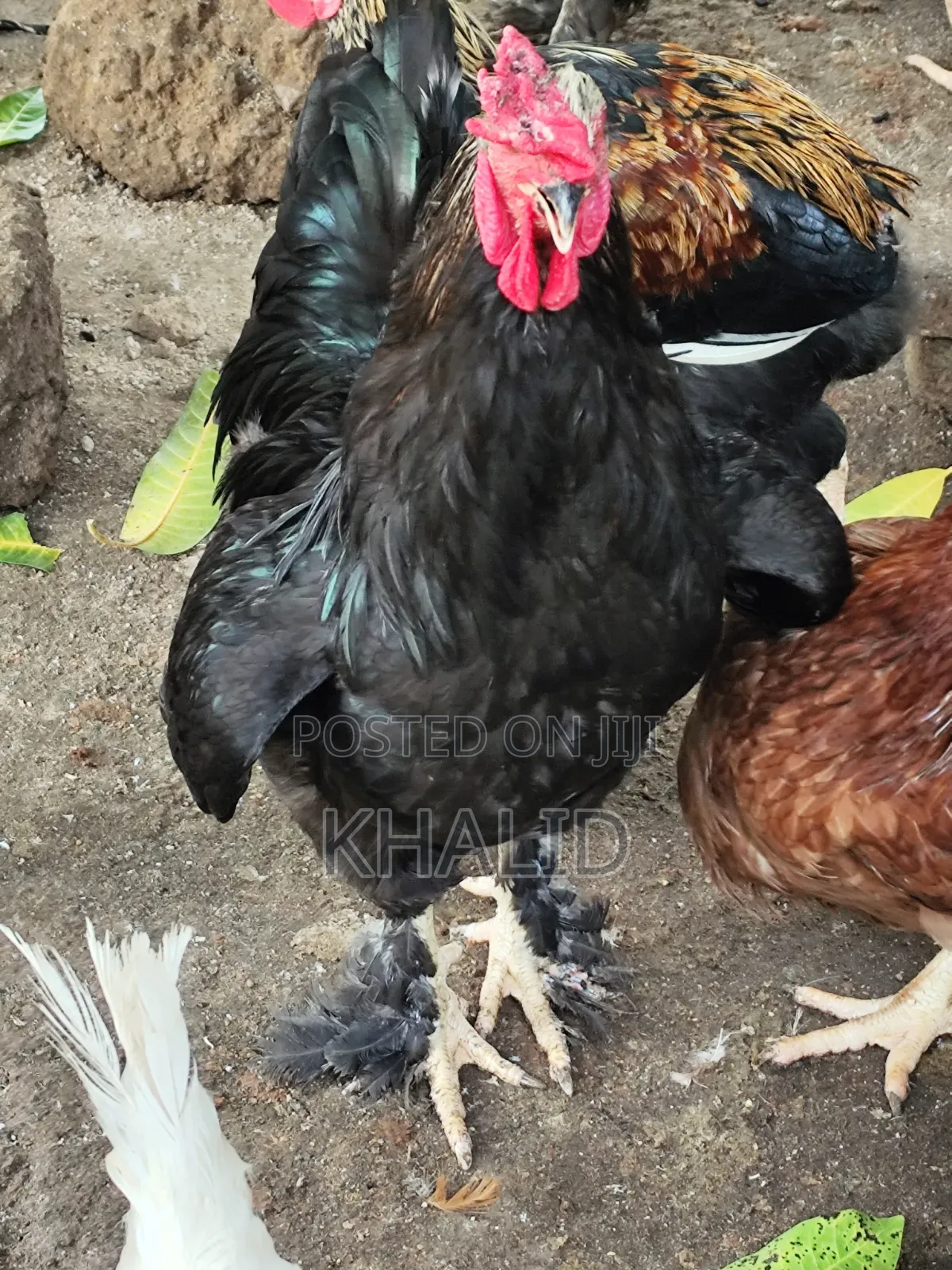 Day Old,Brahama,Noiler and Kuroiler Fowls for Sale