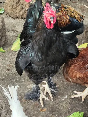 Day Old,Brahama,Noiler and Kuroiler Fowls for Sale