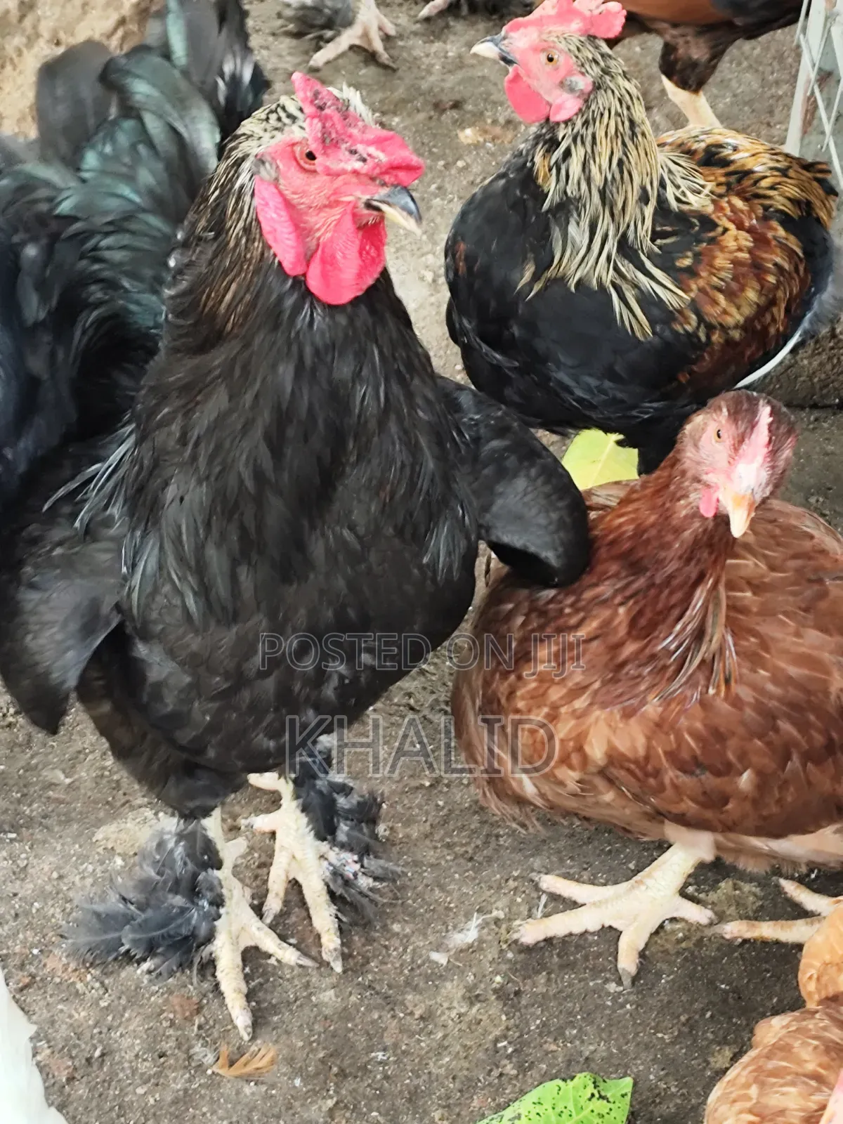 Day Old,Brahama,Noiler and Kuroiler Fowls for Sale