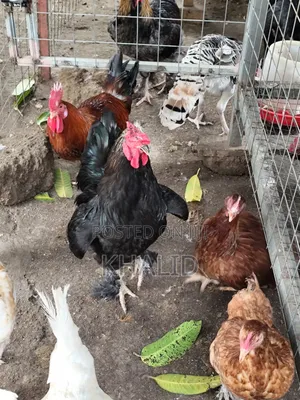 Day Old,Brahama,Noiler and Kuroiler Fowls for Sale