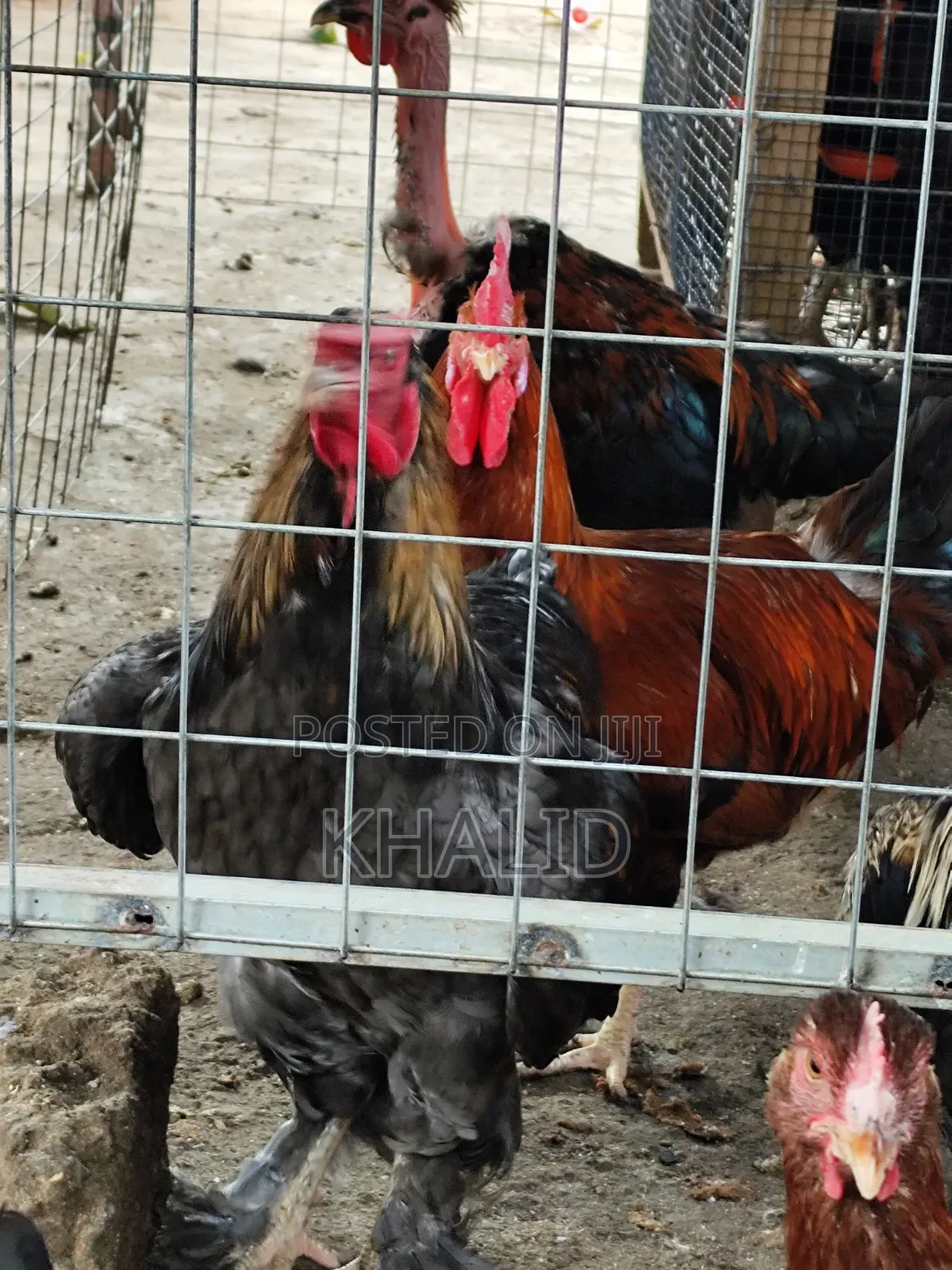 Day Old,Brahama,Noiler and Kuroiler Fowls for Sale