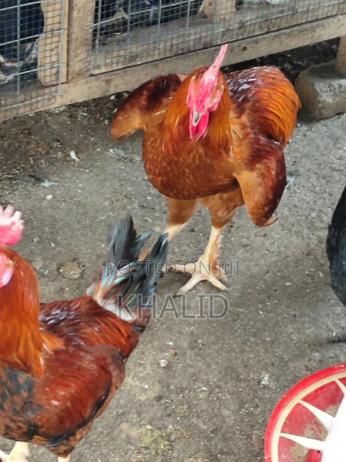 Day Old,Brahama,Noiler and Kuroiler Fowls for Sale