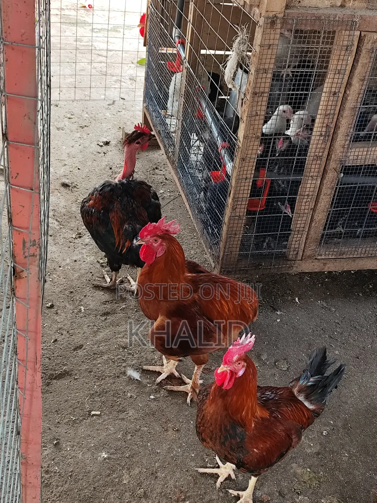 Day Old,Brahama,Noiler and Kuroiler Fowls for Sale
