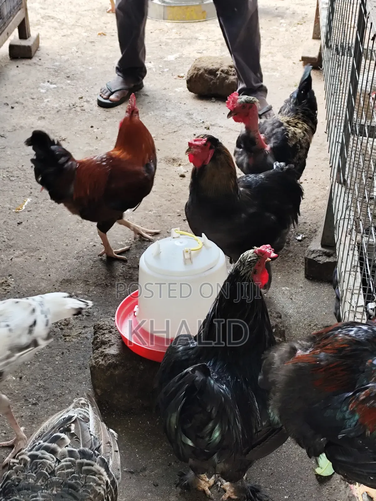 Day Old,Brahama,Noiler and Kuroiler Fowls for Sale