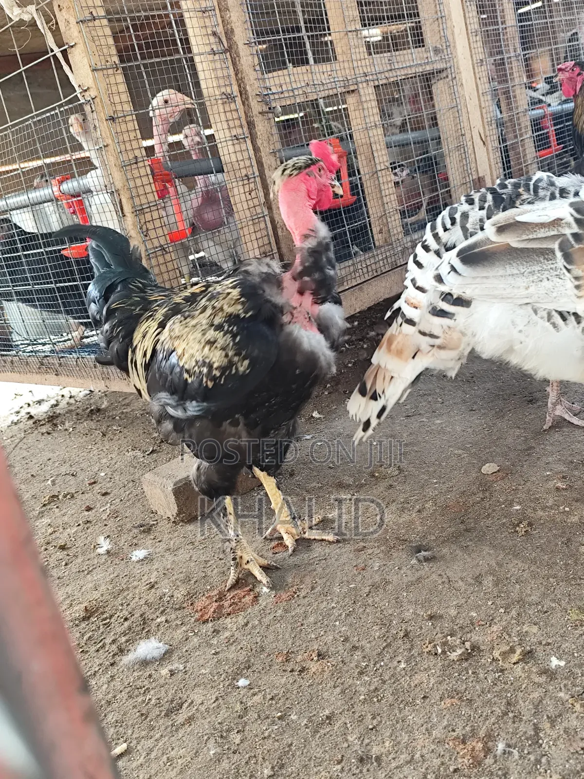 Day Old,Brahama,Noiler and Kuroiler Fowls for Sale