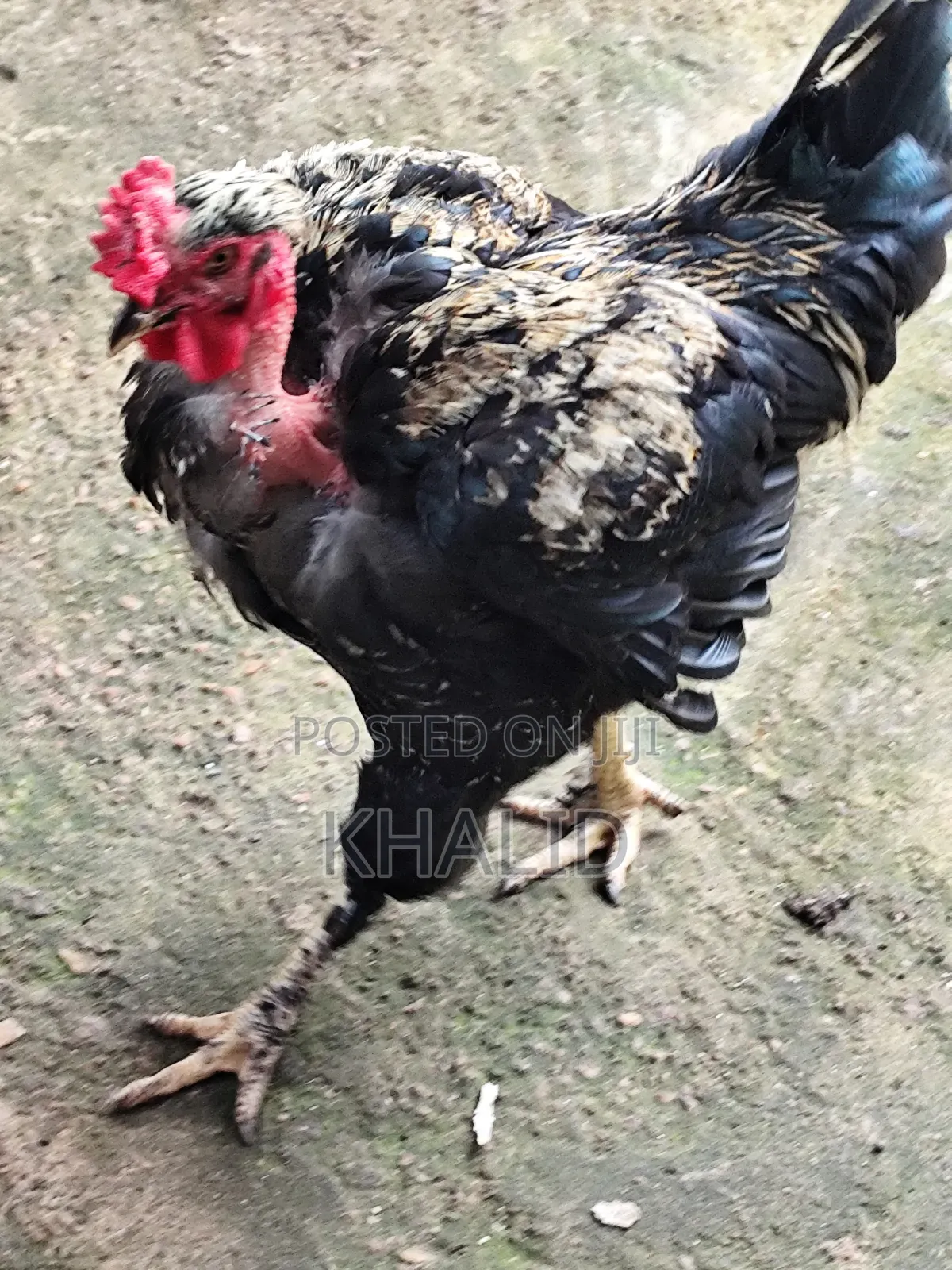 Day Old,Brahama,Noiler and Kuroiler Fowls for Sale
