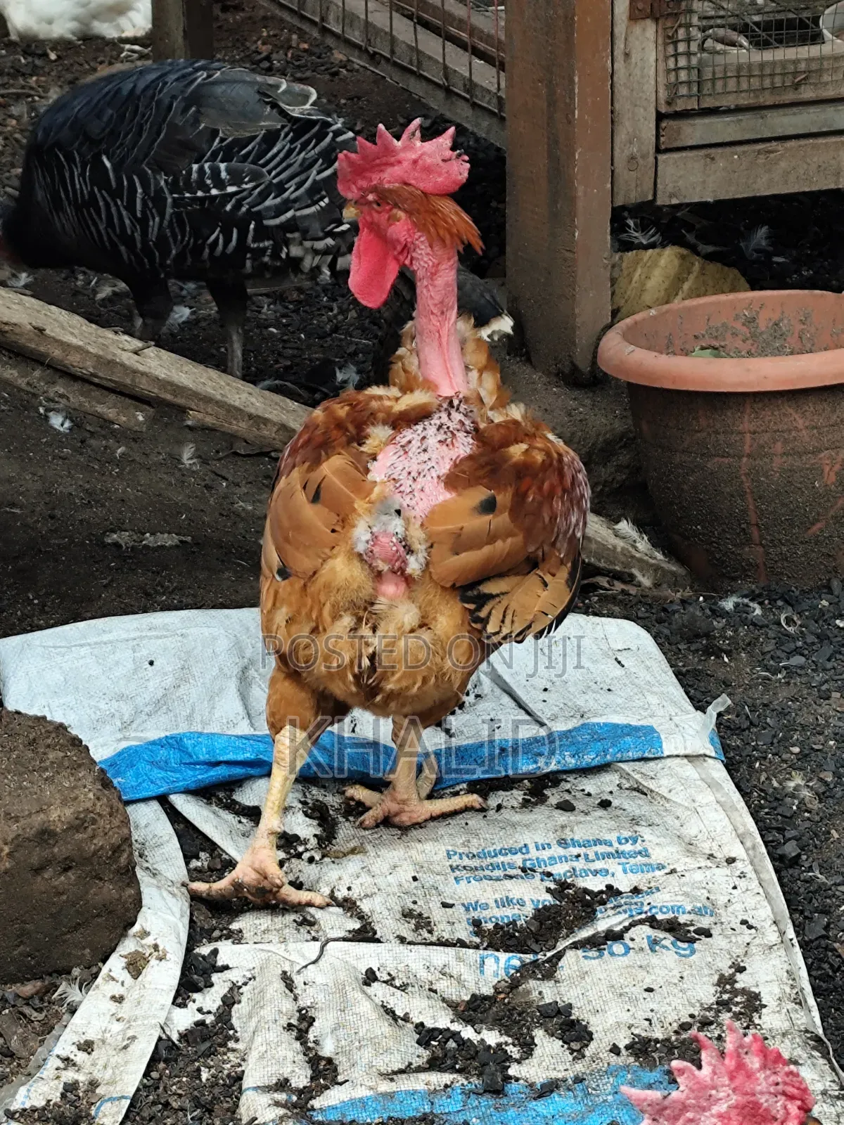 Day Old,Brahama,Noiler and Kuroiler Fowls for Sale