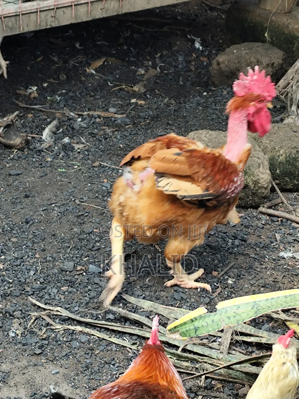 Day Old,Brahama,Noiler and Kuroiler Fowls for Sale
