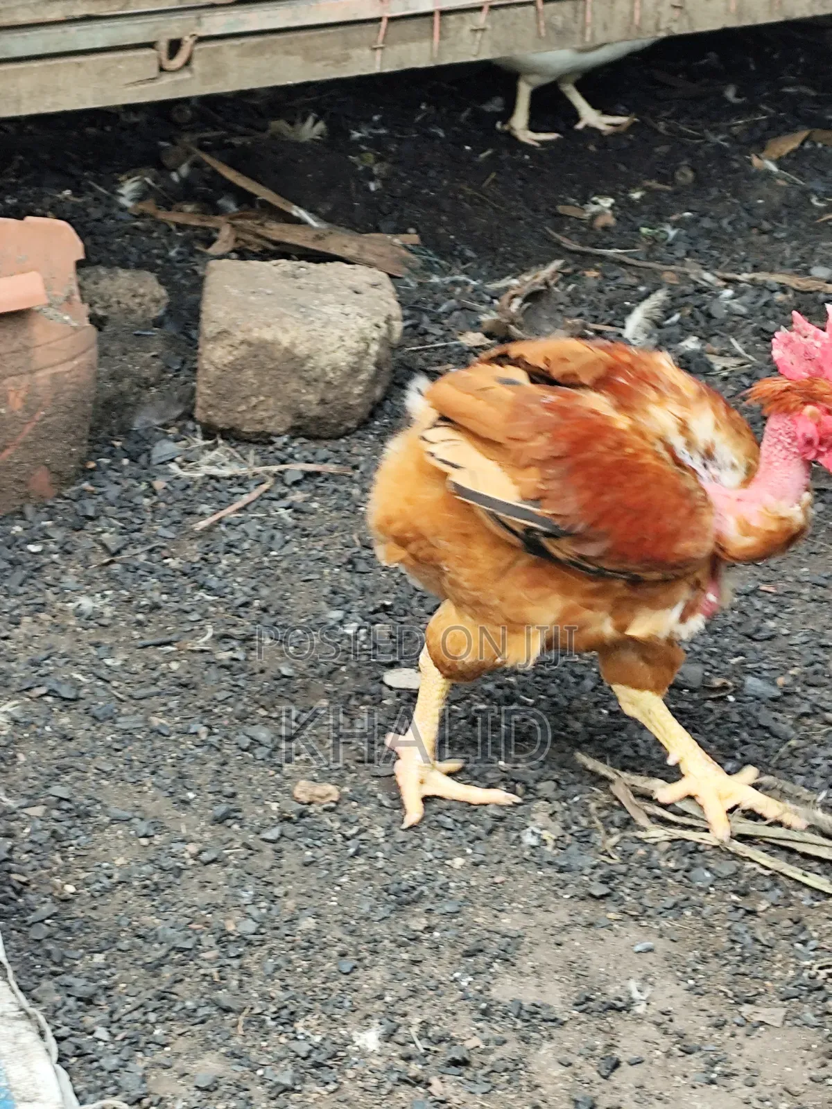 Day Old,Brahama,Noiler and Kuroiler Fowls for Sale