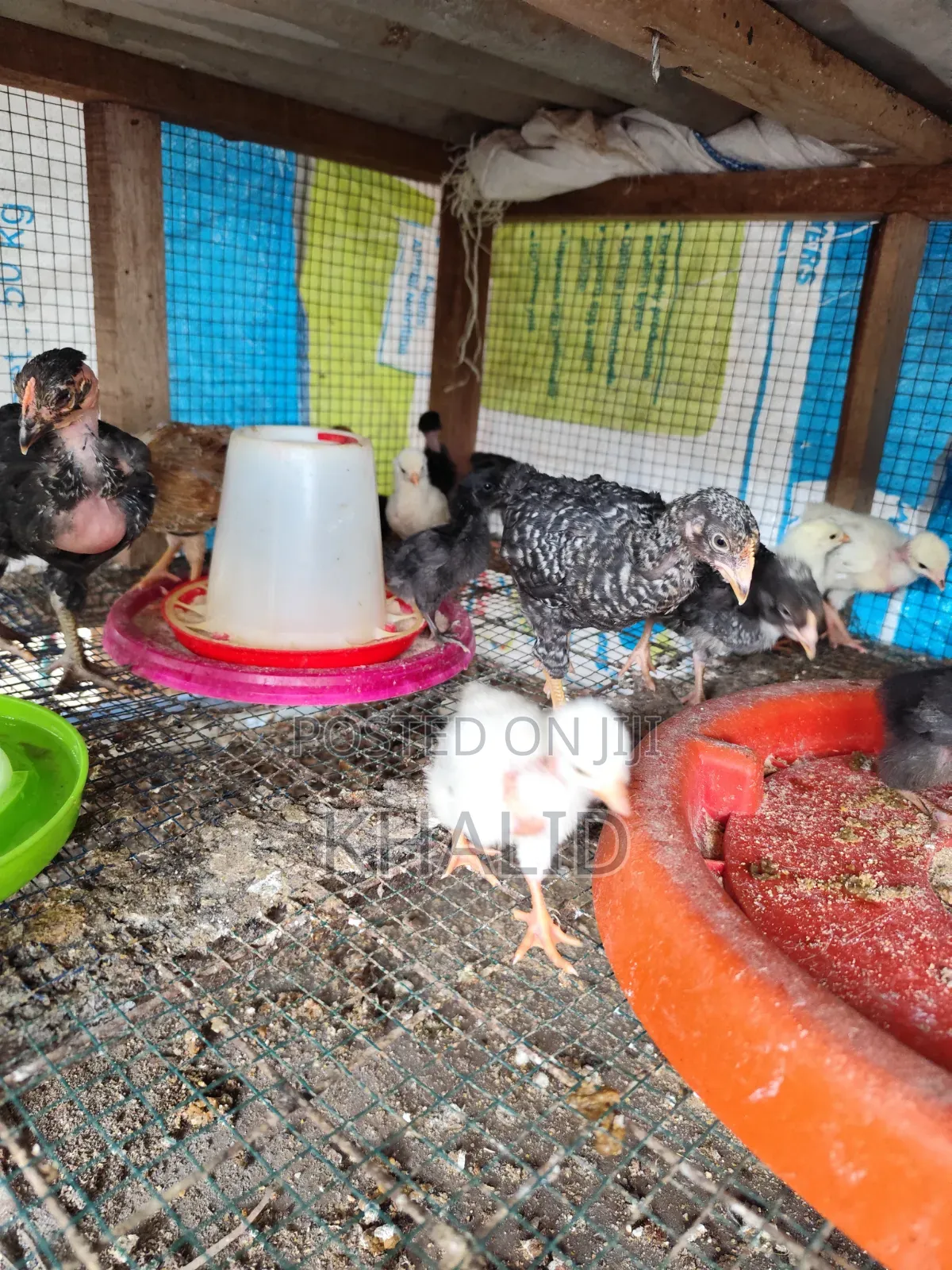 Day Old,Brahama,Noiler and Kuroiler Fowls for Sale