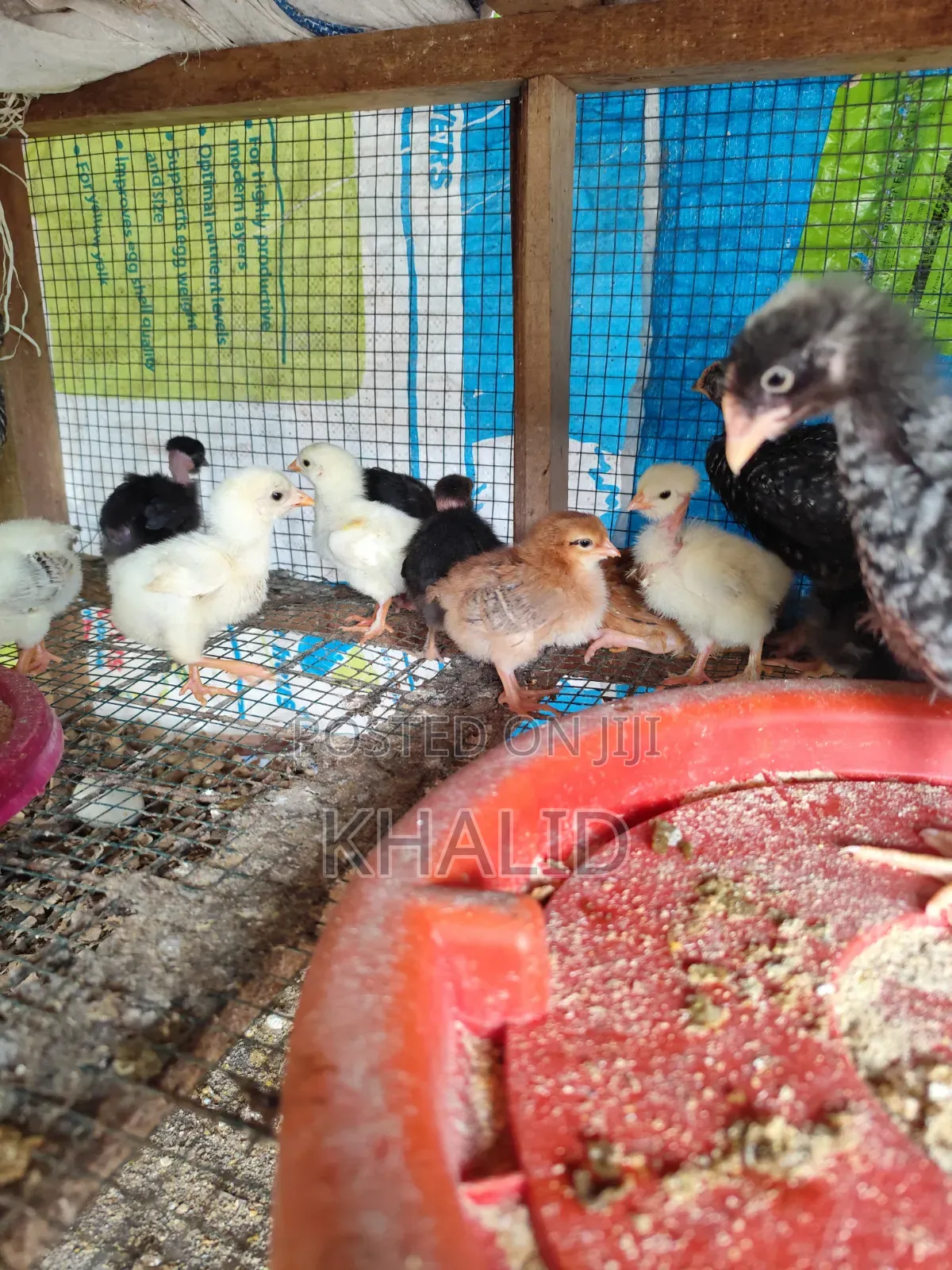 Day Old,Brahama,Noiler and Kuroiler Fowls for Sale