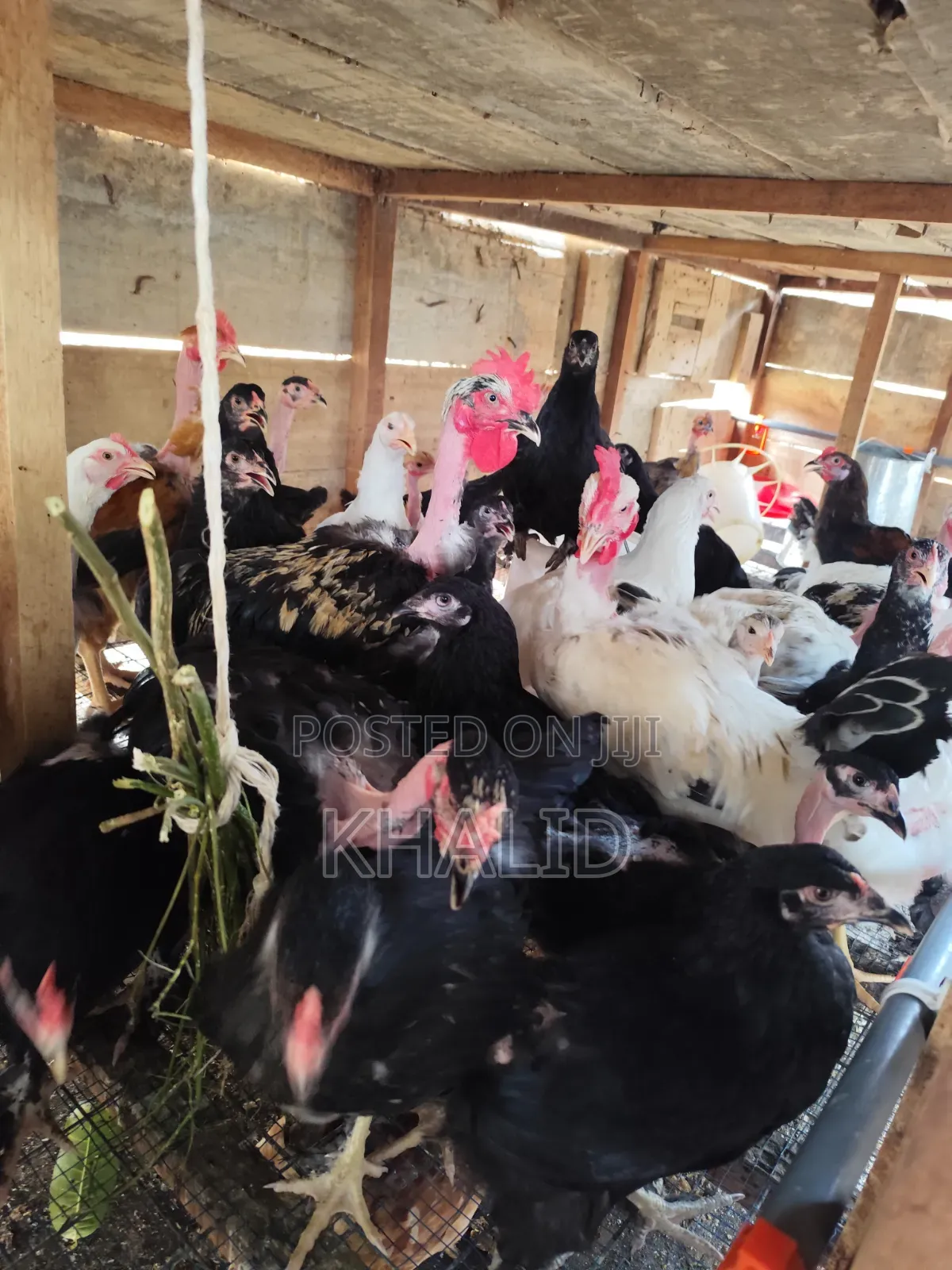 Day Old,Brahama,Noiler and Kuroiler Fowls for Sale