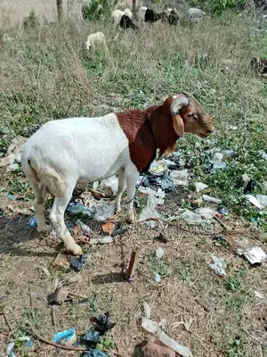 Top-Quality Healthy Sheep for Sale – Big, Strong Affordable