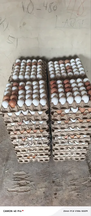 Fresh Eggs Available