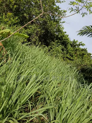 Land for Sale at Berekum- Kato