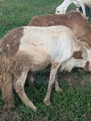 Excellent Healthy Heavy Breeding Sudanese Male’S for Sale