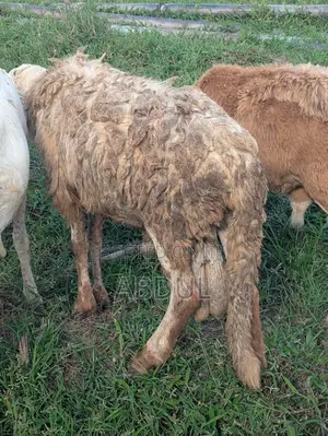 Excellent Healthy Heavy Breeding Sudanese Male’S for Sale