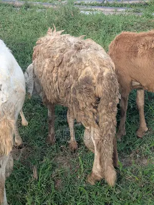 Excellent Healthy Heavy Breeding Sudanese Male’S for Sale