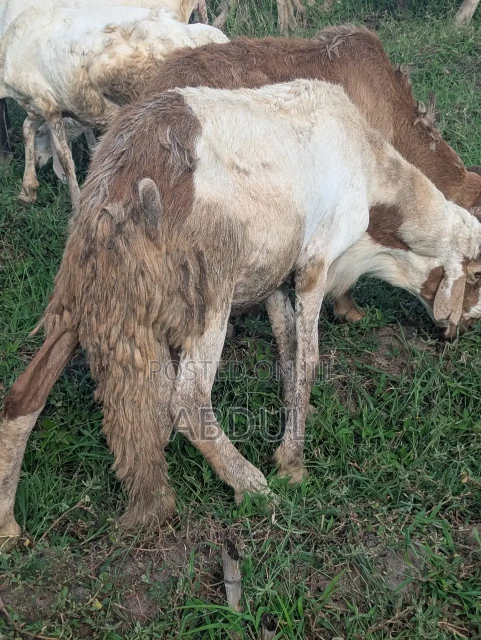 Excellent Healthy Heavy Breeding Sudanese Male’S for Sale