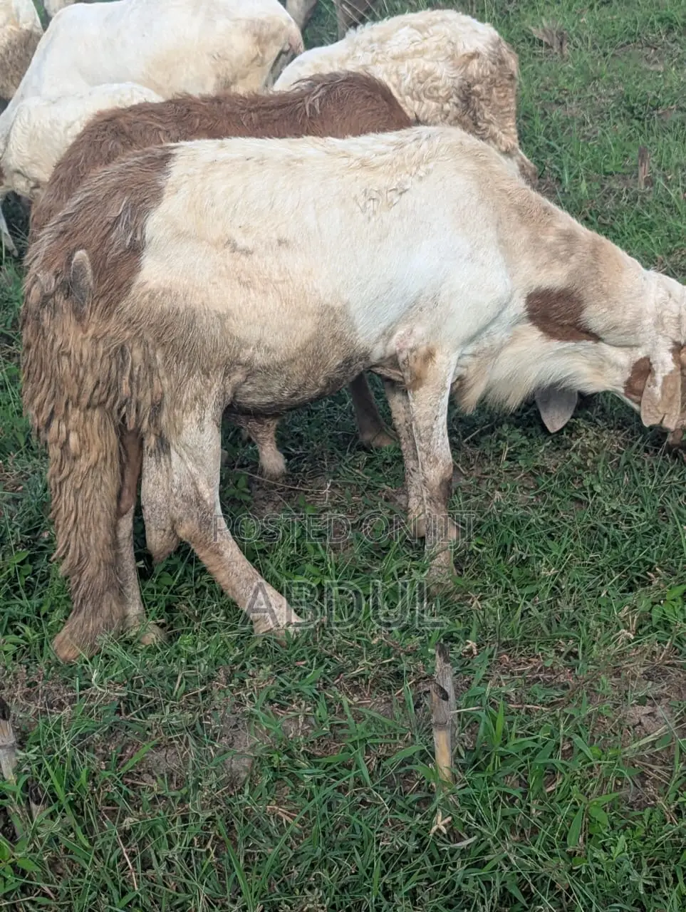 Excellent Healthy Heavy Breeding Sudanese Male’S for Sale