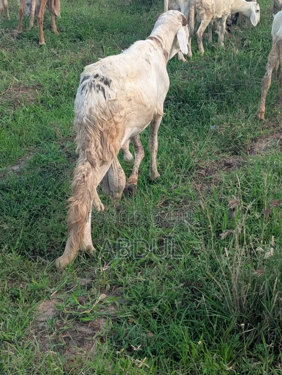 Excellent Healthy Heavy Breeding Sudanese Male’S for Sale