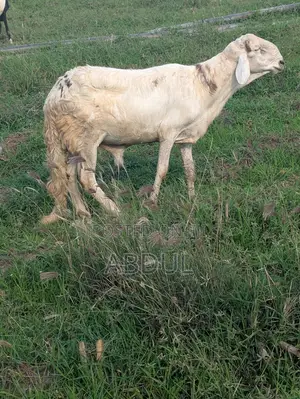 Excellent Healthy Heavy Breeding Sudanese Male’S for Sale