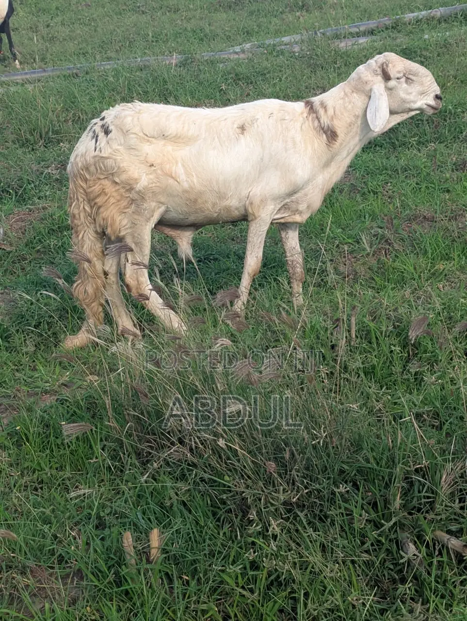 Excellent Healthy Heavy Breeding Sudanese Male’S for Sale