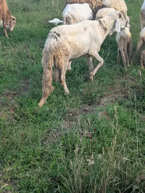 Excellent Healthy Heavy Breeding Sudanese Male’S for Sale