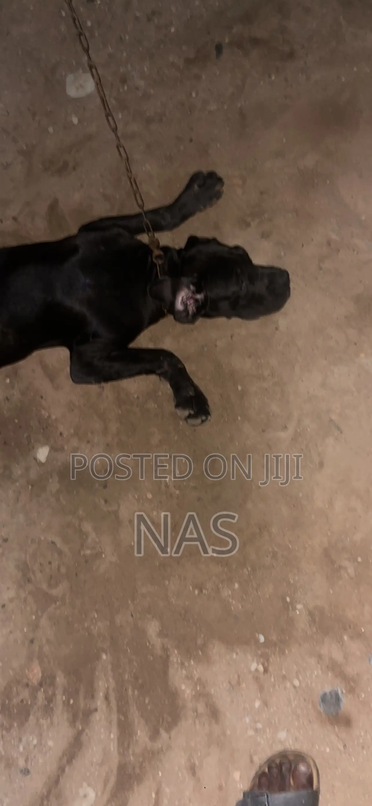 3-6 months Female Purebred Boerboel