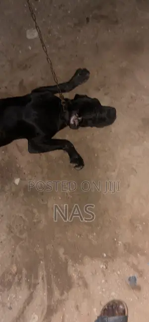 3-6 months Female Purebred Boerboel