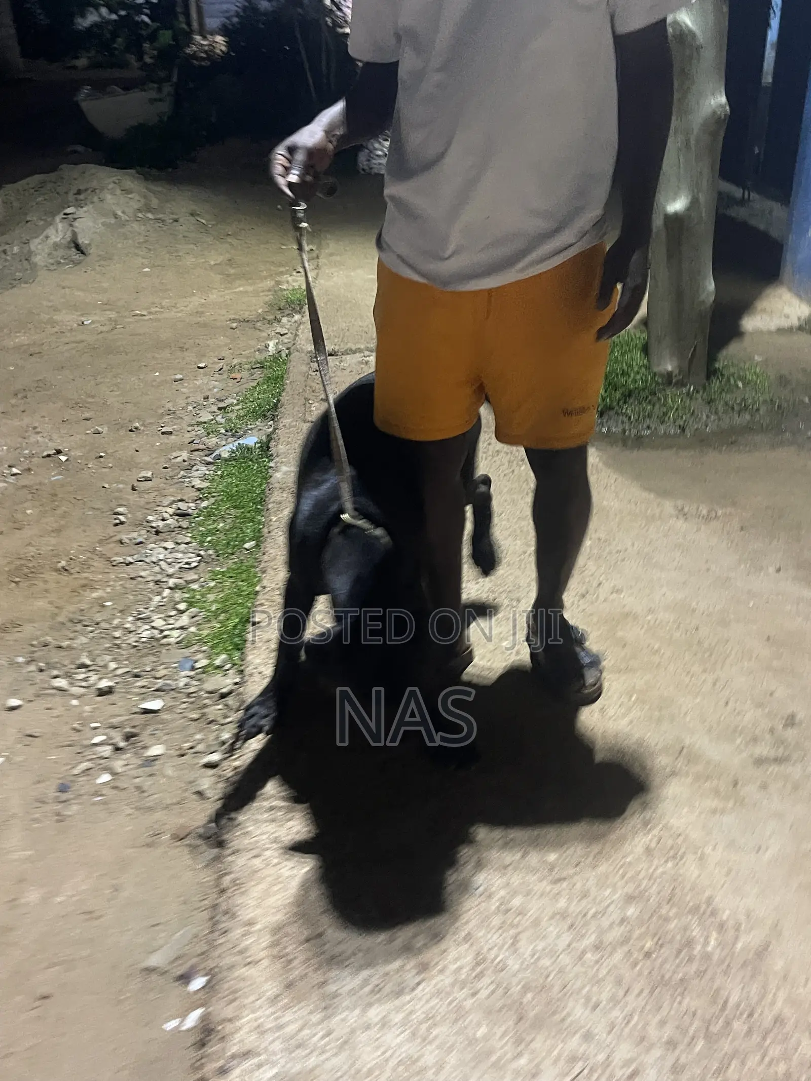 3-6 months Female Purebred Boerboel