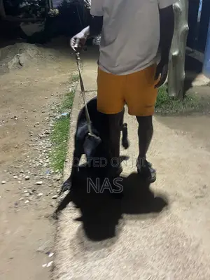 3-6 months Female Purebred Boerboel