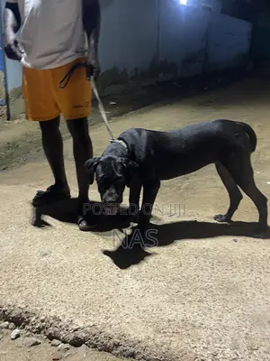 3-6 months Female Purebred Boerboel