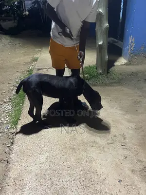3-6 months Female Purebred Boerboel