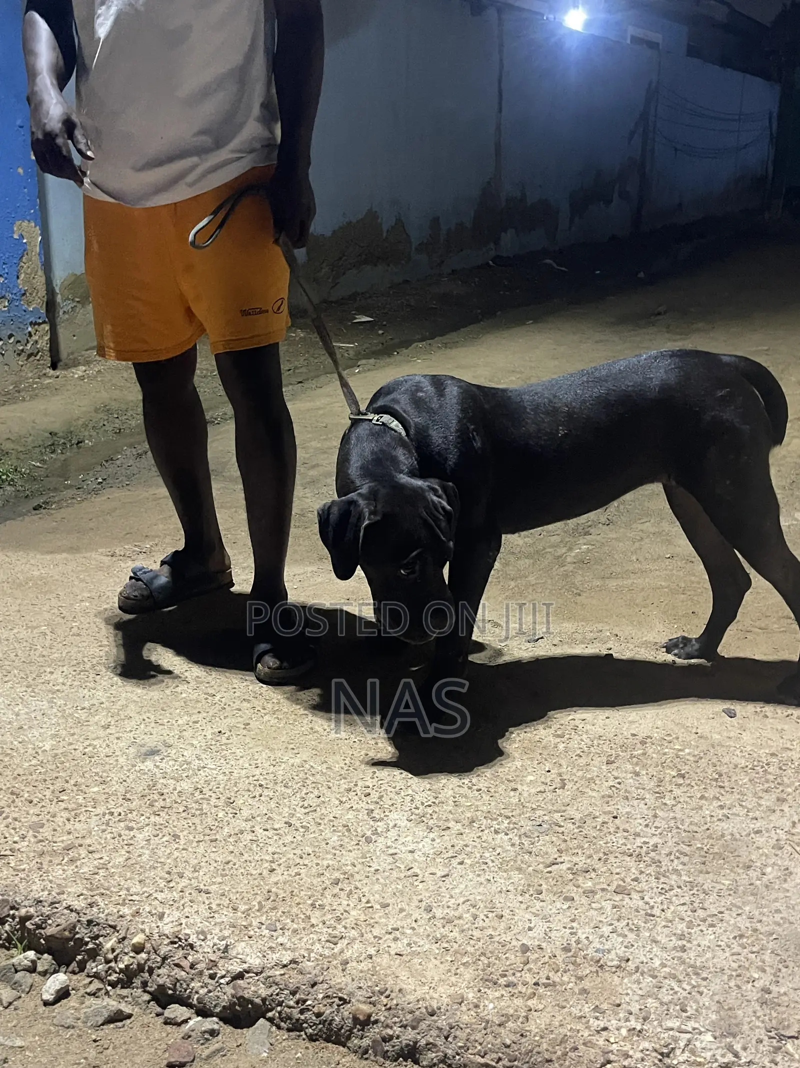 3-6 months Female Purebred Boerboel