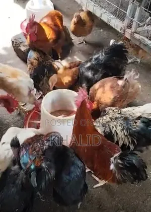 Fowls for Sale