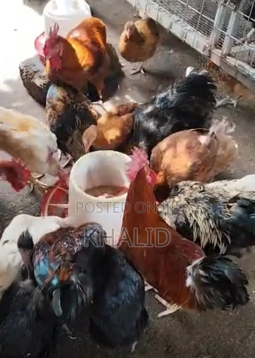 Fowls for Sale