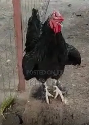 Fowls for Sale